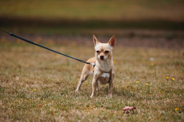 Lustria luminary: illuminating home decor with modern lighting